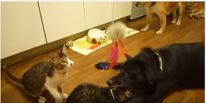 遊ぶ子猫に大きな犬がパクッ!