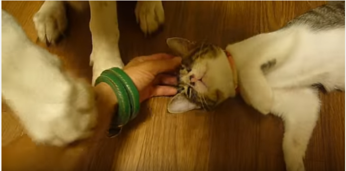 その手はボクのもの!猫にヤキモチを焼く犬