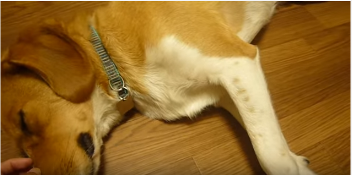 その手はボクのもの!猫にヤキモチを焼く犬