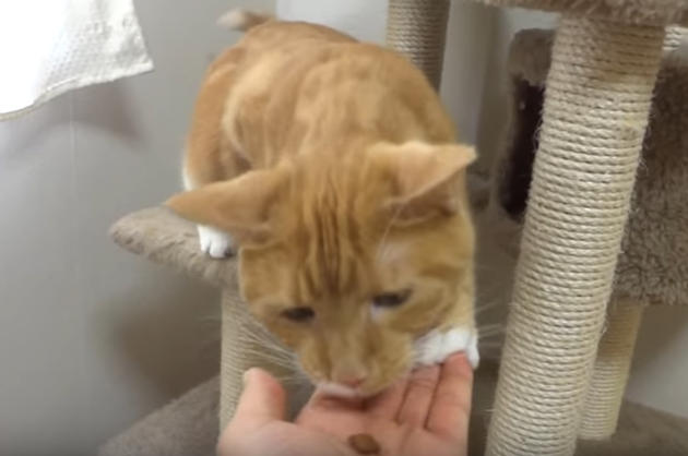 無理な位置からおやつを食べる猫