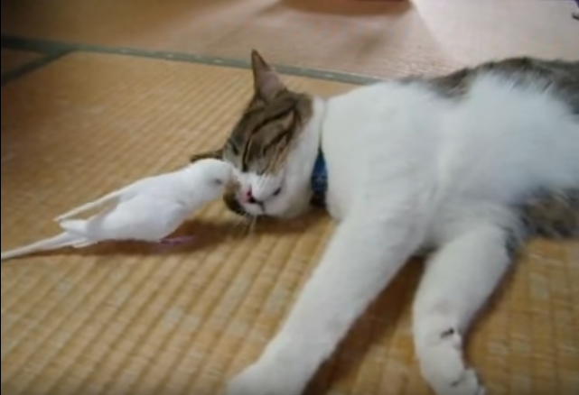 猫好きインコは毛繕い大好き!
