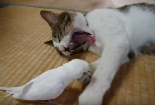 猫好きインコは毛繕い大好き!
