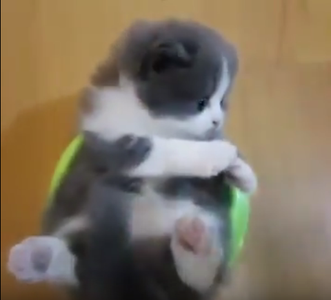 可愛すぎ!お椀に入った美形子猫
