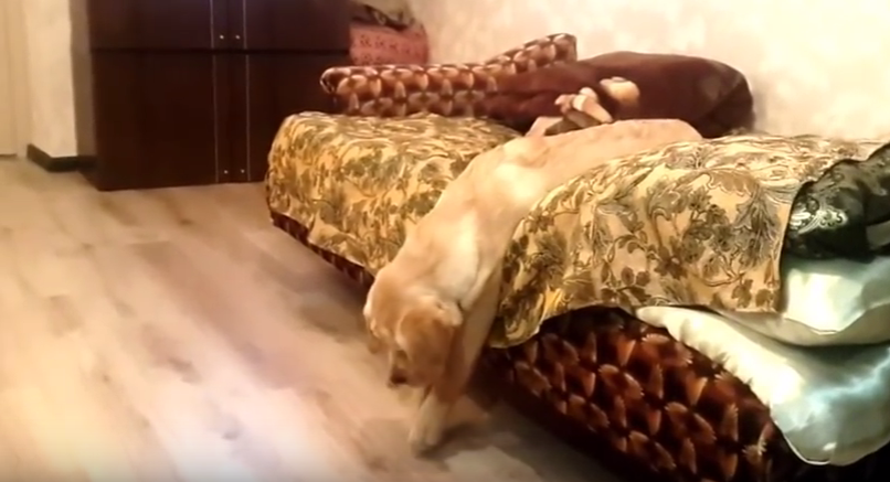 ホントに飼い主さんの所へ行きたいの?グデグデなラブラドール。