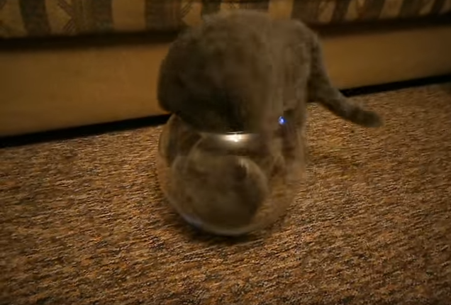 猫はどこにだって入れます!猫vs金魚鉢