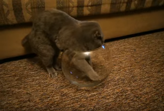 猫はどこにだって入れます!猫vs金魚鉢