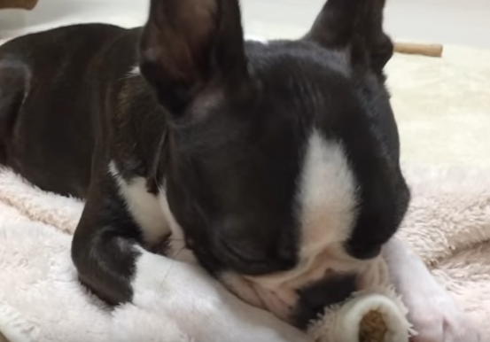 眠たいのかな?ボストンテリアのかわいいクセ