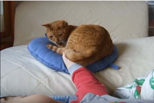 猫はしっぽで赤ちゃんの子守をします