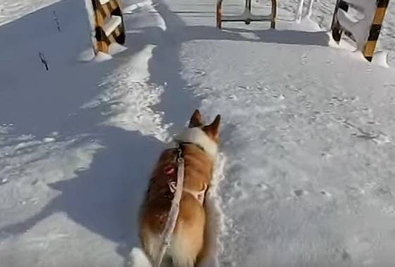 どこまで行くの!?雪の中ではしゃぐコーギー