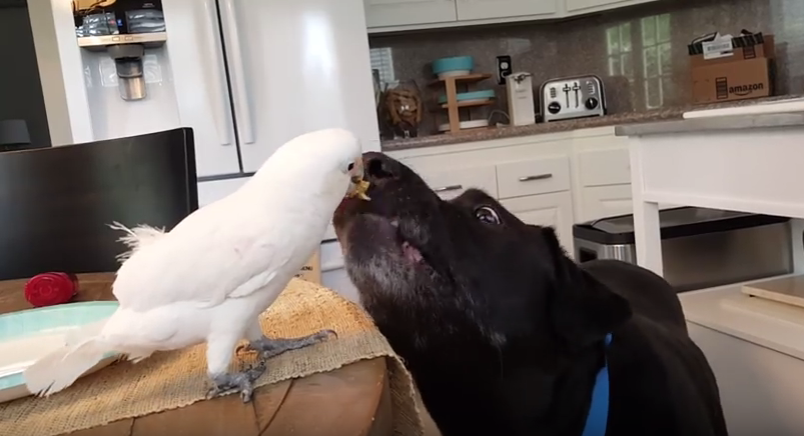 インコにおやつを貰うラブラドール??
