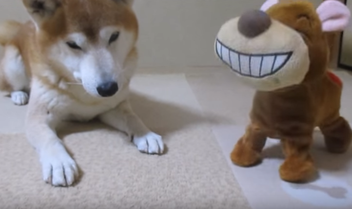 早く食べたい・・!おやつの時間を邪魔される犬