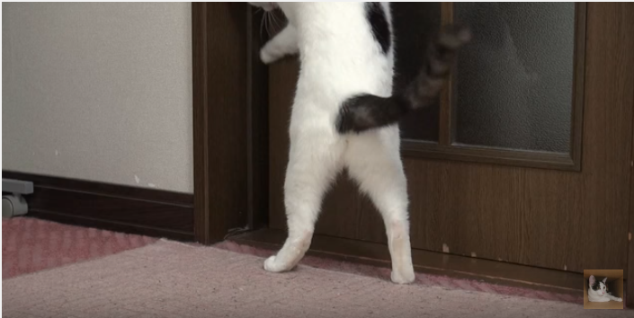 猫のドアの開け方三段活用