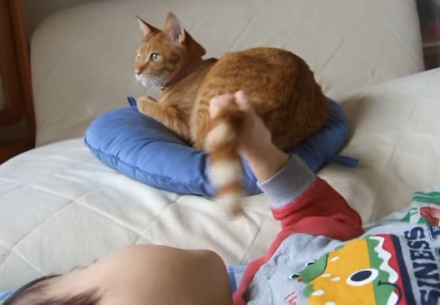 komorineko