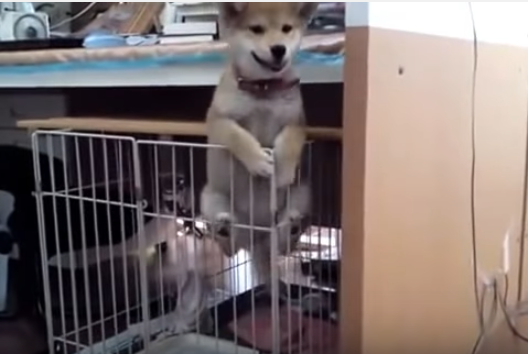 柴犬の子犬、応援したくなるケージからの脱走劇