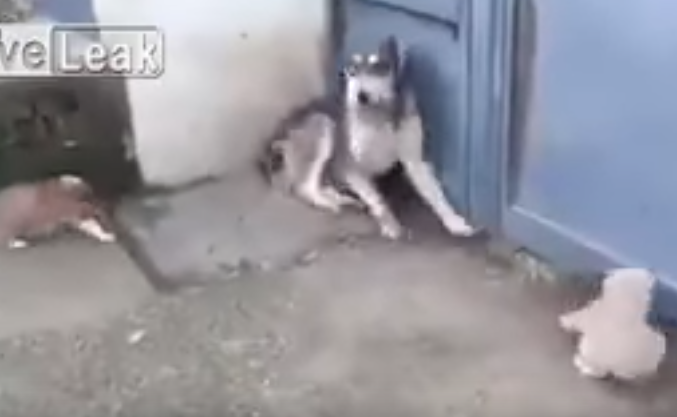 うちの子に何をするの!怒る母犬vs大型犬