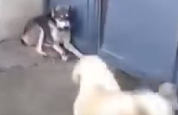 うちの子に何をするの!怒る母犬vs大型犬