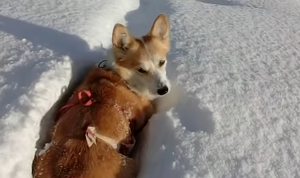 snowcorgy