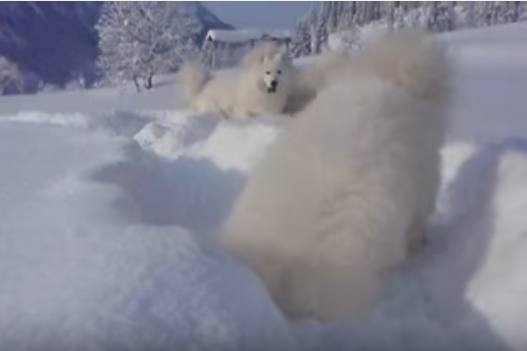 真っ白な新雪で遊ぶ真っ白なサモエド