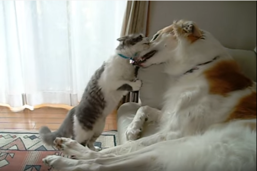 大型犬のボルゾイに喧嘩を挑む子猫