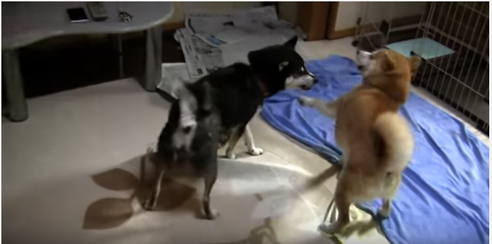 柴犬の大家族、躾を巡って大混乱?