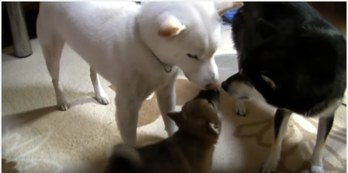柴犬の大家族、躾を巡って大混乱?