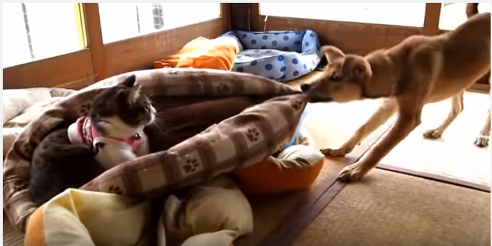 猫を乗せたままベッドを引きずり猫パンチ炸裂!