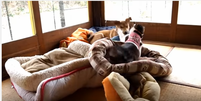 猫を乗せたままベッドを引きずり猫パンチ炸裂!