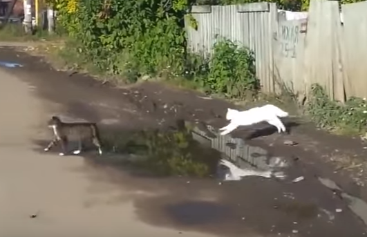 二匹の猫が水たまりをジャンプ!ところが・・・