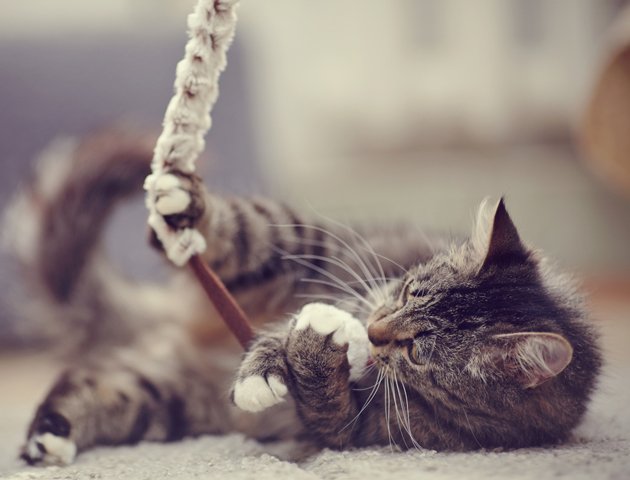 うちの子なんて言ってるの? 鳴き方からわかる猫の気持ち
