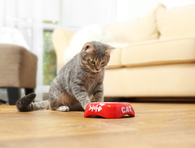 猫がごはんを食べない原因は何? 対策方法や注意点について