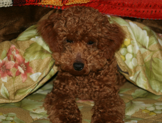 犬がこたつに入り過ぎるのはNG? 注意したい3つのポイント