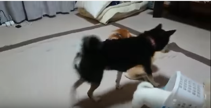 白柴の子犬がピンチ!何も出来ず心配する親柴