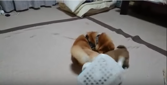 白柴の子犬がピンチ!何も出来ず心配する親柴