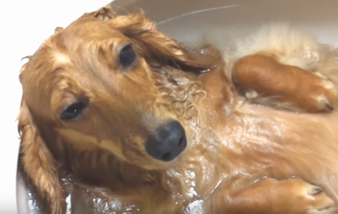 すごい格好・・・お風呂の入り方がおかしい犬
