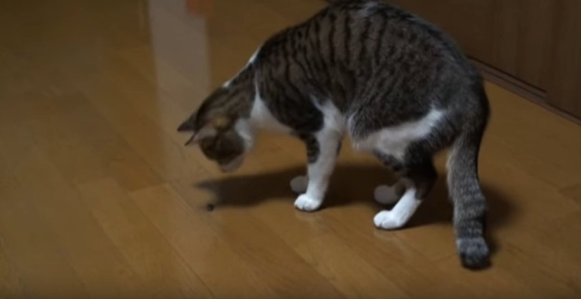 クサッ!カメムシにびっくりする猫