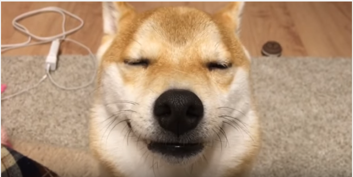 柴犬、ゴマフアザラシの様な顔でうっとり