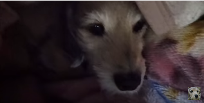 寒い朝はゆっくりと時間が流れる猫と犬