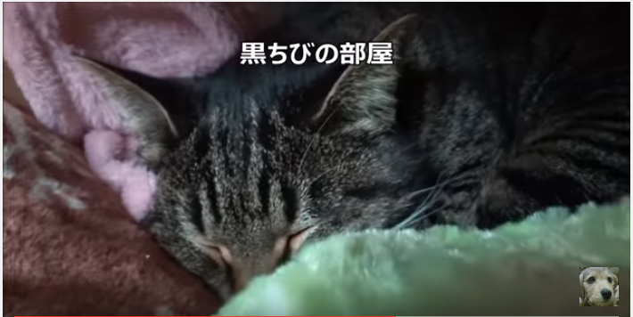 寒い朝はゆっくりと時間が流れる猫と犬