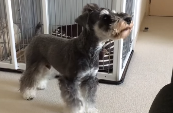 何か言いたそうだけど・・・?口パクで訴える犬