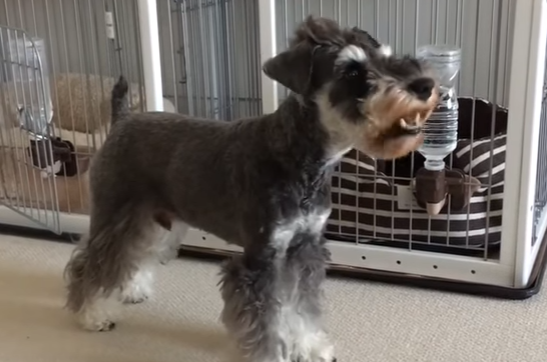 何か言いたそうだけど・・・?口パクで訴える犬