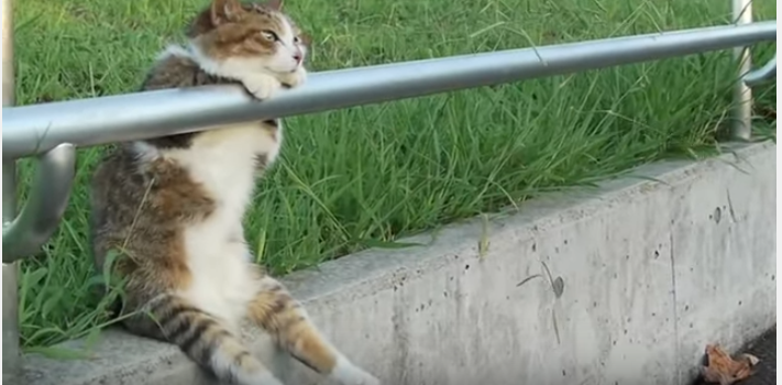 再生回数1100万超え!フェンスでお座り猫