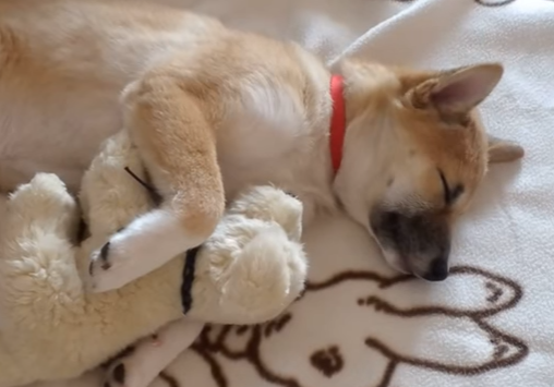 これがないと眠れない!?柴犬のかわいい寝姿