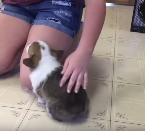 癒やされ度抜群!かわいいコーギー子犬のショートムービー