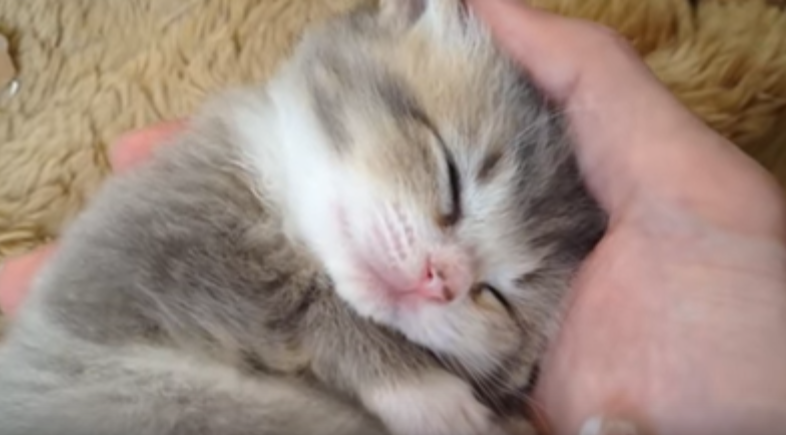私の手を貸します!ずっと見たくなる子猫の寝顔