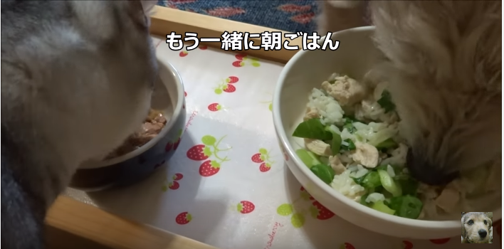 つまみ食いは美味しいから止められないニャン