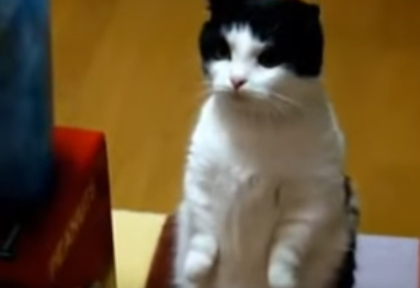 メロメロになっちゃう!?おねだり上手な猫