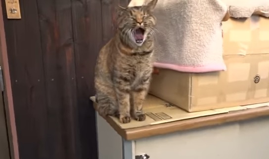 nebokrnrko