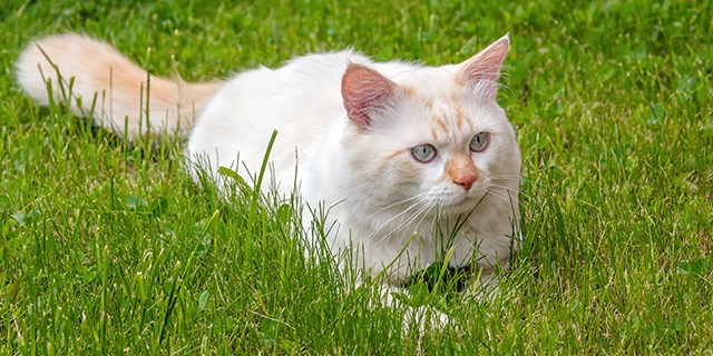 turkish-van-1