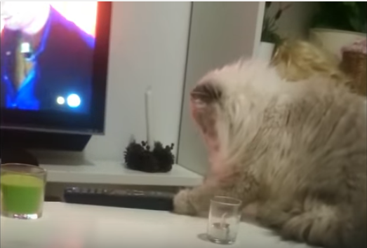 何か文句ある?飼い主の悲痛な制止を聞かぬ猫