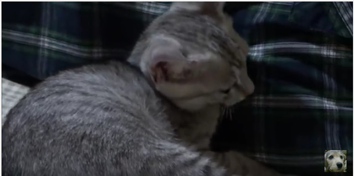 飼い主さんにピッタリ寄り添う子猫の恩返し